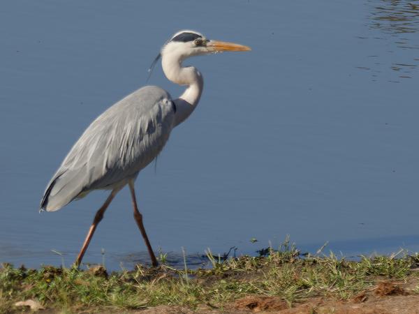<h3>Ardea cinerea / Grey heron / Blauwe reiger</h3>OM-1 Mark II with OLYMPUS M.300mm F4.0, 1/2000 sec at F4.0, ISO 320, distance 54.5 m